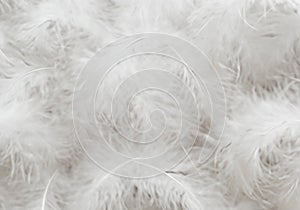 white feather wooly pattern texture