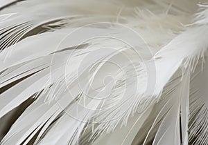 white feather wooly pattern texture