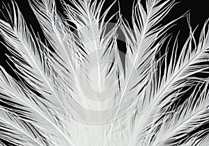 white feather wooly pattern texture