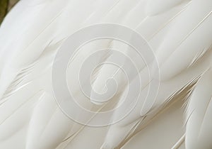 white feather wooly pattern texture
