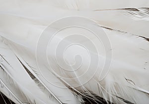 white feather wooly pattern texture