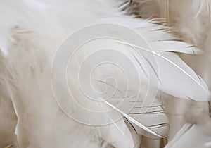 white feather wooly pattern texture