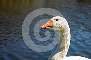 Blanco plumado un adulto ganso en el sol. de lindo pájaro mira a. ridículo el 