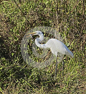 White feathered egret bird fish Everglades Florida