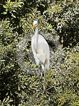 White feathered egret bird fish Everglades Florida