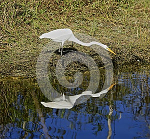 White feathered egret bird fish Everglades Florida