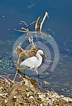 White feathered egret bird river water reflection