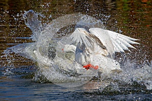 White-feathered geese in a lake. Acuatic birds. Bird with white feathers and orange beak