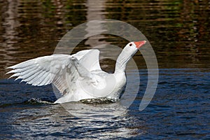 White-feathered geese in a lake. Acuatic birds. Bird with white feathers and orange beak