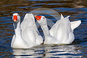 White-feathered geese in a lake. Acuatic birds. Bird with white feathers and orange beak