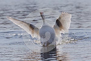 White-feathered geese in a lake. Acuatic birds. Bird with white feathers and orange beak