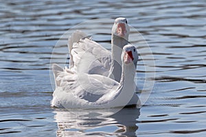 White-feathered geese in a lake. Acuatic birds. Bird with white feathers and orange beak