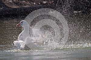 White-feathered geese in a lake. Acuatic birds. Bird with white feathers and orange beak