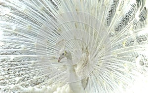White feathered Peacock bird