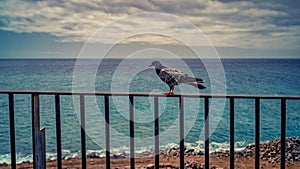 White-feathered pigeon perched atop a weathered wooden fence, overlooking a tranquil beach scene