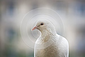 White-feathered pigeon sitting in city