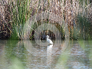 White feathered waterfowl in Lake Ivars and Vila Sana, Lerida, Spain, Europe