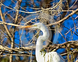 White feathered yellow beak Egret bird Everglades Florida