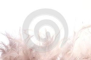 White feathers