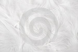 White feathers photo