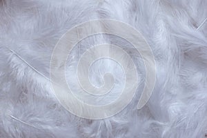 White feathers background