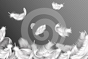 White feathers background. Falling flying fluffy swan, dove or angel wings feather, soft bird plumage. Style flyer