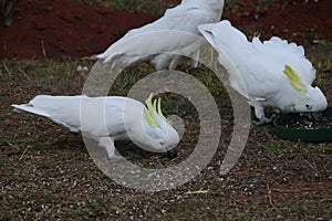 Australiano animales y plantas serie loro cacatúa 