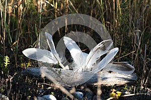 White feathers decoration