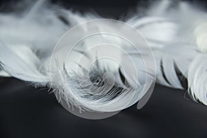 A white feathers isolated on a black background