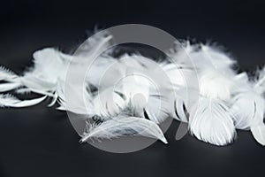 A white feathers isolated on a black background