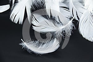 A white feathers isolated on a black background