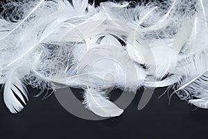 A white feathers isolated on a black background