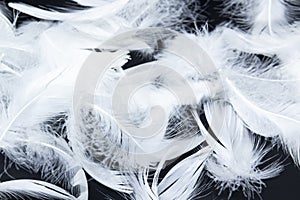 A white feathers isolated on a black background