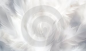 White feathers texture background. Close up of beautiful soft white feathers.