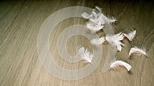 White Feathers on wooden floor