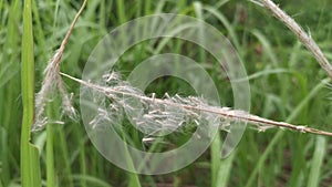 White feathery hairs of the Cogon grass