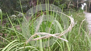 White feathery hairs of the Cogon grass