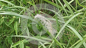 White feathery hairs of the Cogon grass