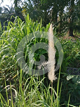 White feathery hairs of the Cogon grass