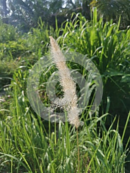 White feathery hairs of the Cogon grass