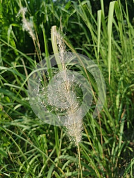 White feathery hairs of the Cogon grass