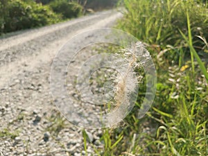 White feathery hairs of the Cogon grass