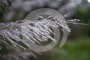 White feathery leaves blown away by wind