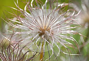 The white feathery seedhead of Anemone rubra