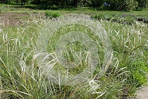 White feathery spikes of Stipa