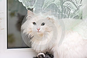White Felidae cat with fawn fur and whiskers sits on window sill
