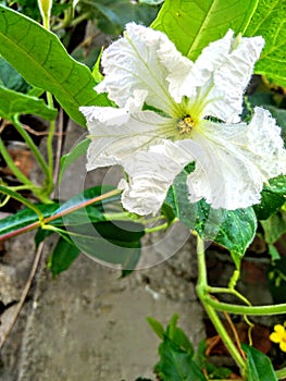 White female  bottle gourd flower with a green leaves..