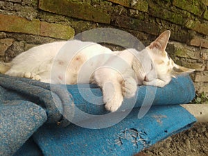 white female cat sleep on unused blue carpet