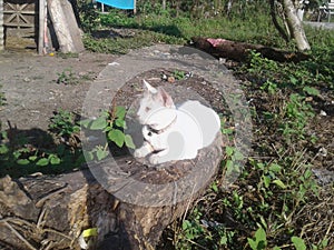 white female cat sunbathing in dead wooden morning