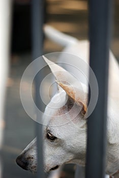 A white female dog waiting for her owner.